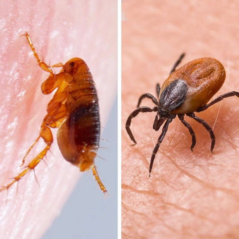 Tick & Flea Control