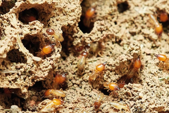 Termites Control