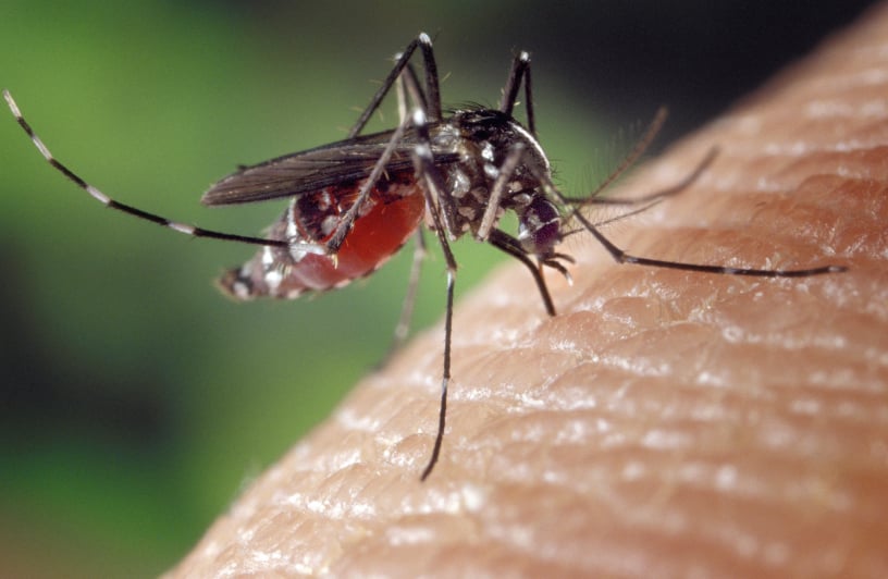 Mosquitos Control