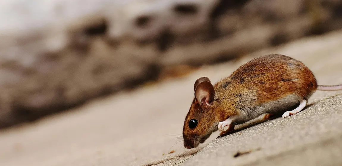 Rodent & Wildlife Control
