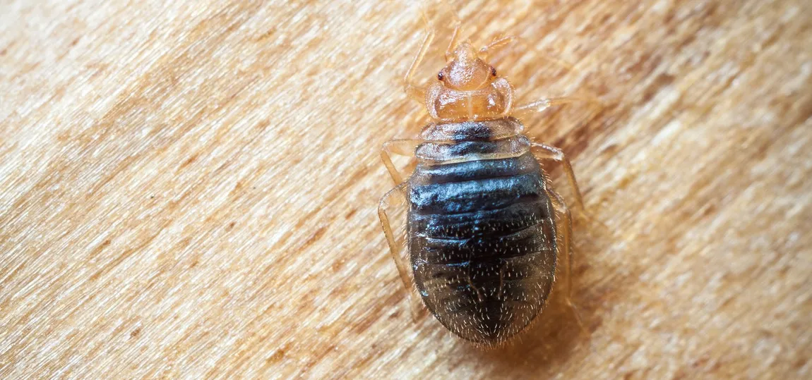 Bed Bug Treatment